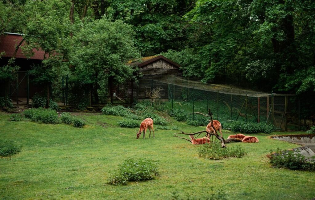 Artificial Zoo enclosure with deer grazing in a green forest setting