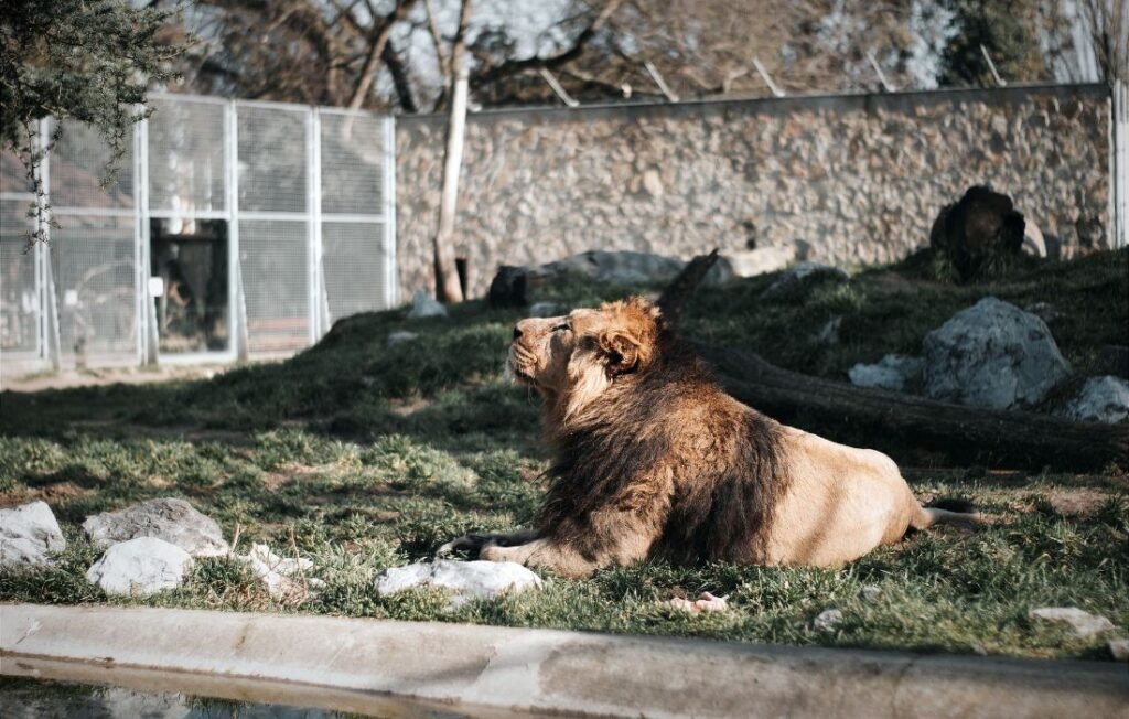 Artificial Zoo with a lion resting in a natural-looking enclosure