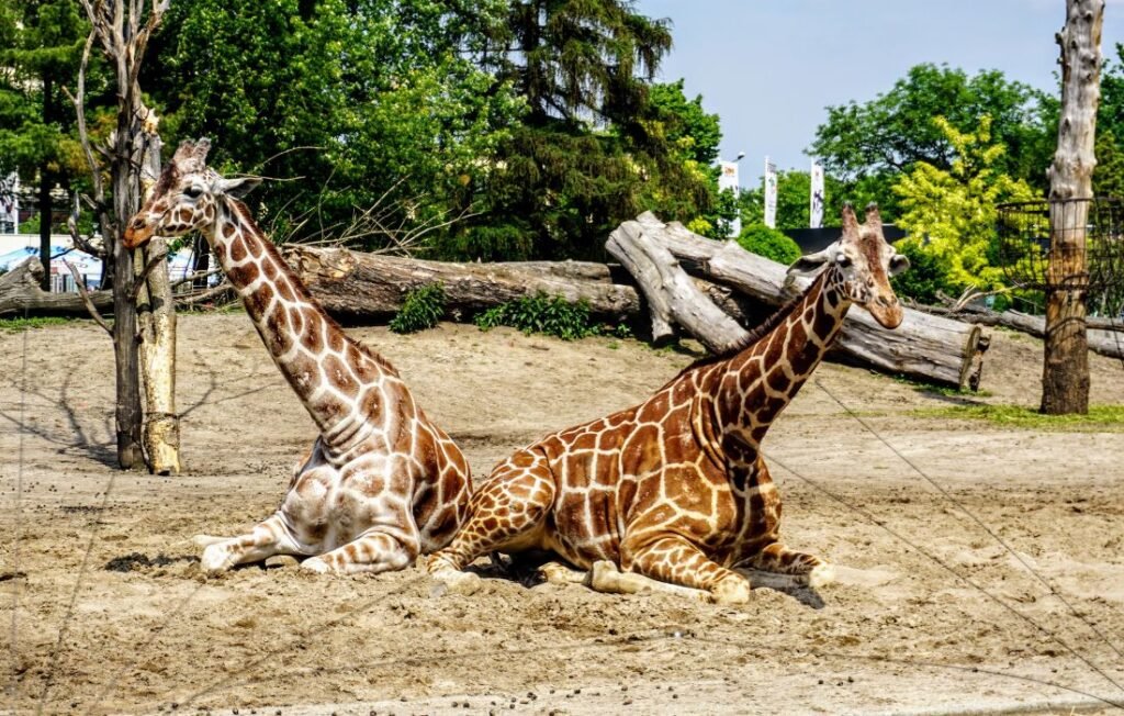 Artificial Zoo enclosure with two giraffes resting on the ground