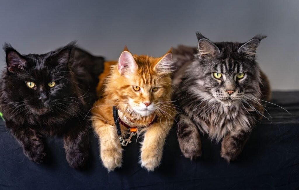 Three different cat breeds for Cat Breeders Scotland