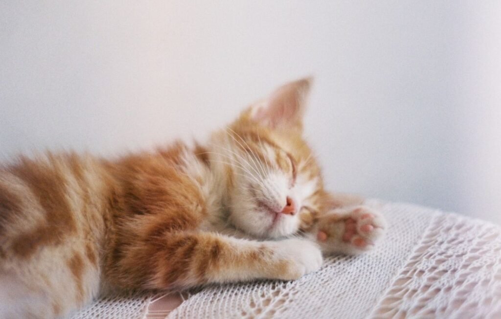 Sleeping ginger kitten when choosing Cat Breeders Scotland