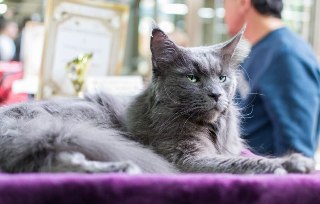 Grey cat with a breeder in the background for Cat Breeders Scotland