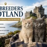 Cat Breeders Scotland guide featuring trusted breeders and healthy kittens
